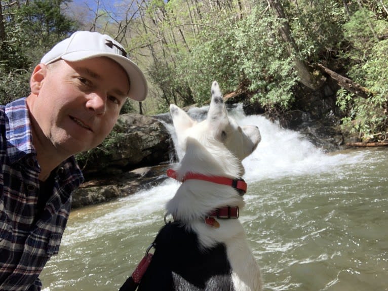 Abby, a Border Collie tested with EmbarkVet.com