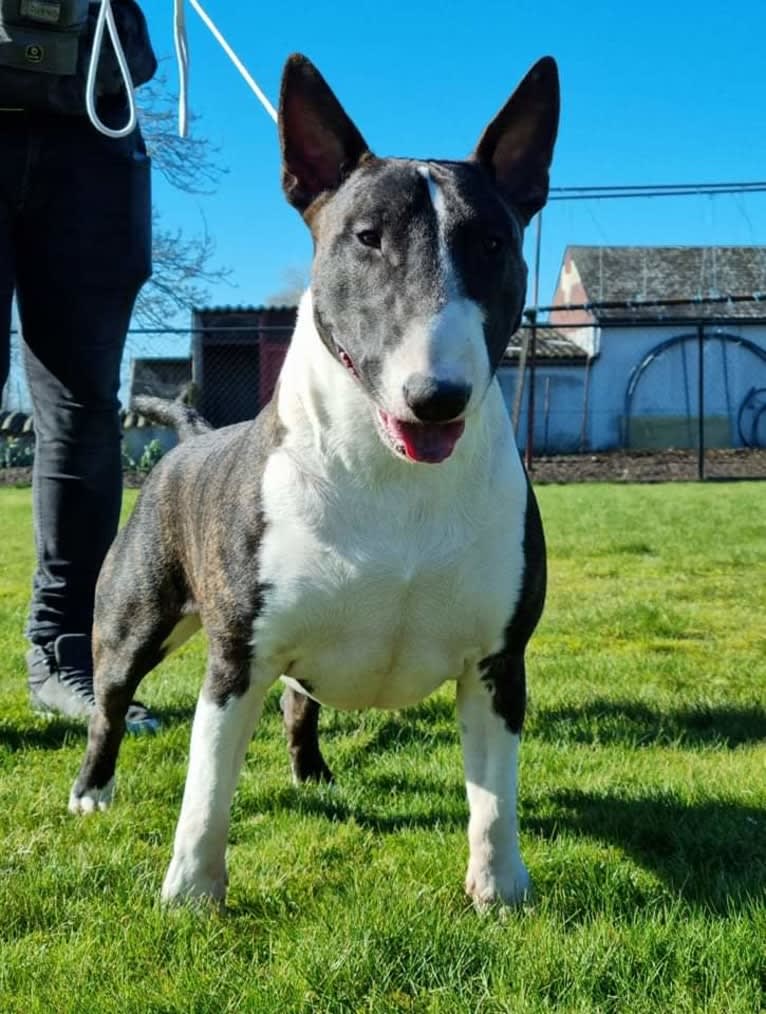 Skylark's Urban Legend, a Bull Terrier tested with EmbarkVet.com