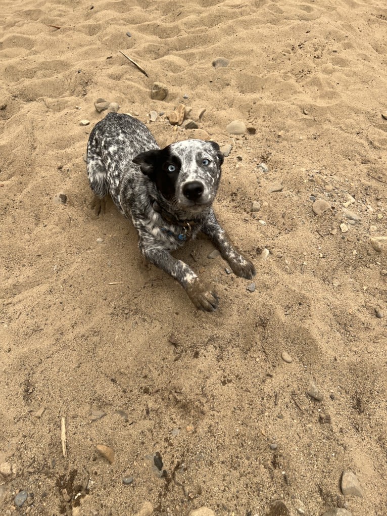 Monster X, an Australian Cattle Dog tested with EmbarkVet.com