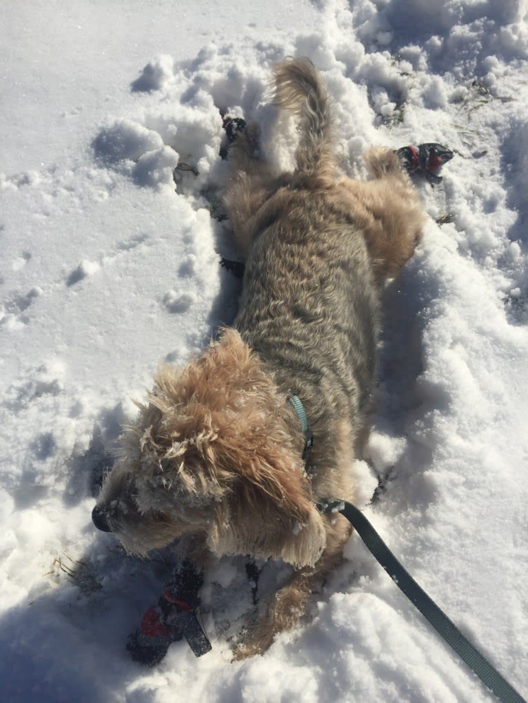 Charlie, a Beagle and Lhasa Apso mix tested with EmbarkVet.com