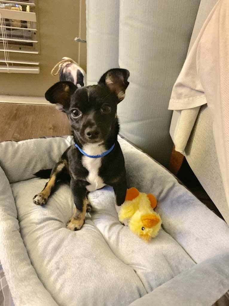 Digby, a Chihuahua and Russell-type Terrier mix tested with EmbarkVet.com