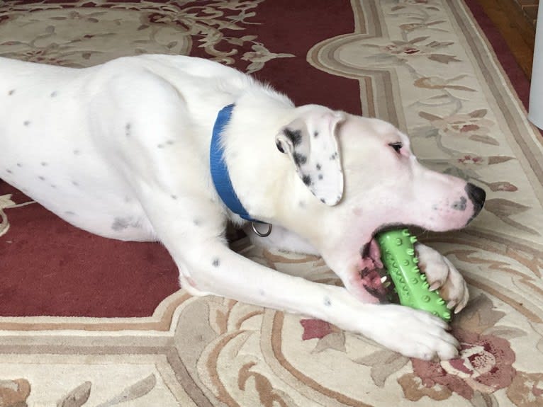 Dylan, an American Bully and Great Pyrenees mix tested with EmbarkVet.com