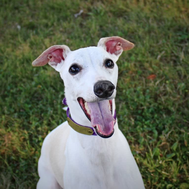 Zoom, a Whippet tested with EmbarkVet.com