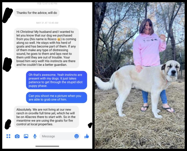Duke, a Great Pyrenees and Anatolian Shepherd Dog mix tested with EmbarkVet.com
