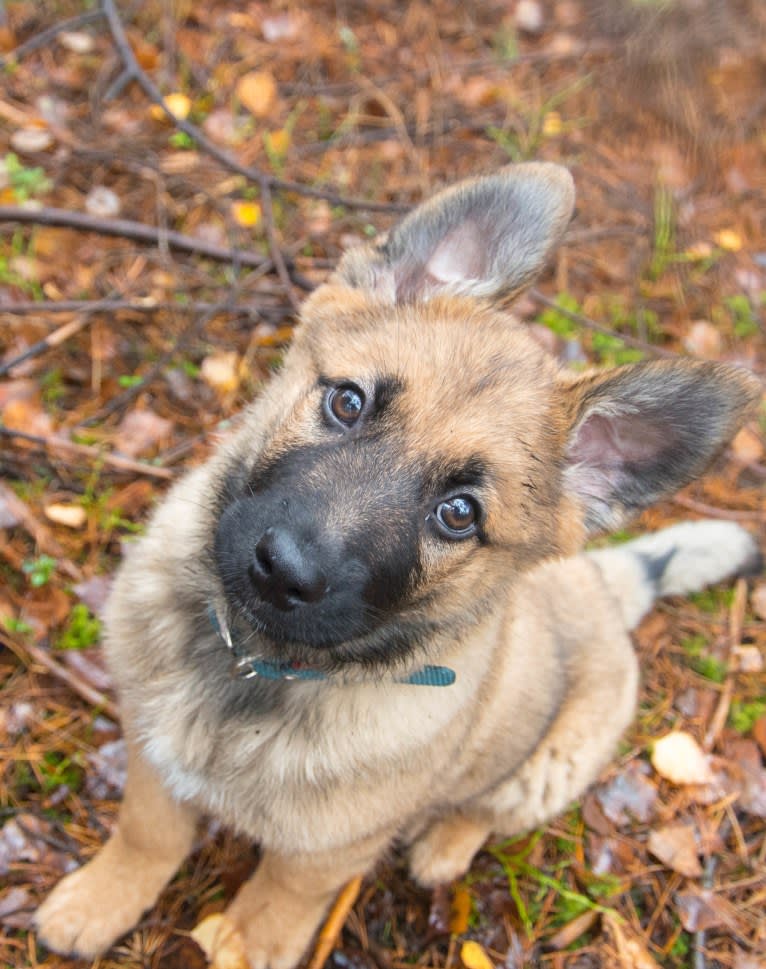Roca, a German Shepherd Dog and Rottweiler mix tested with EmbarkVet.com