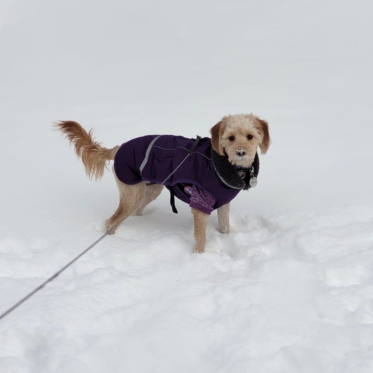 Sunnie, a Goldendoodle tested with EmbarkVet.com