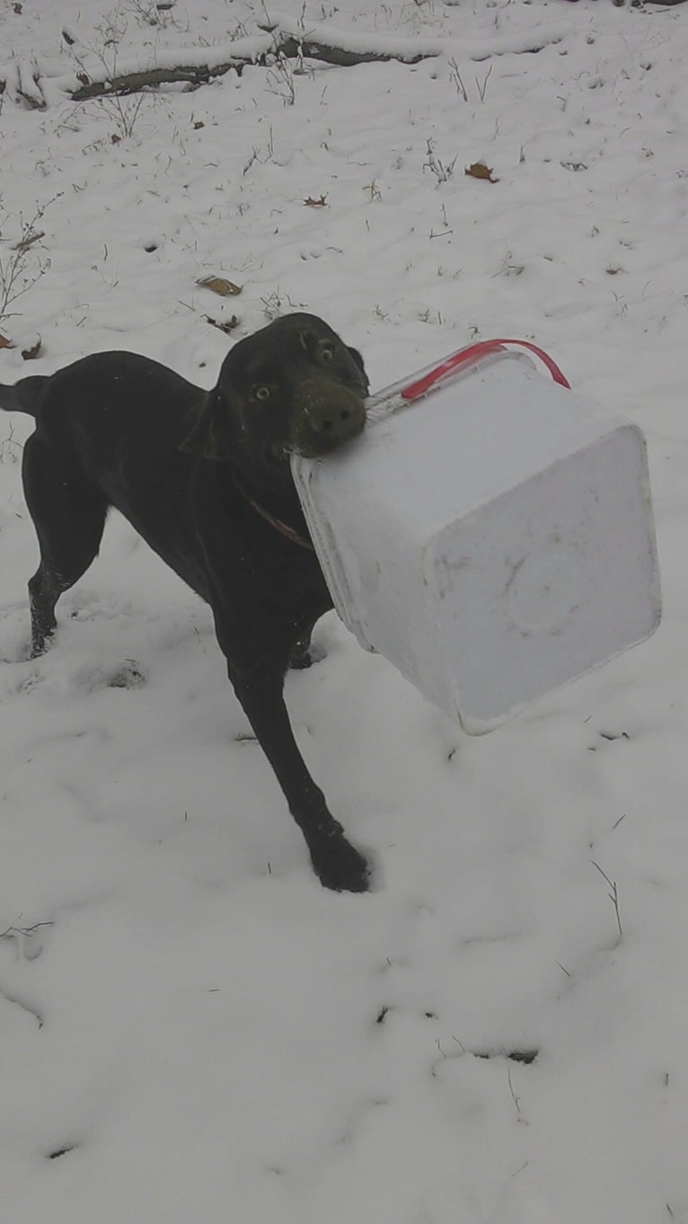 Jimmy, a Labrador Retriever and Collie mix tested with EmbarkVet.com