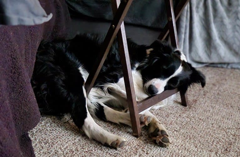 Willow, an Australian Shepherd and Border Collie mix tested with EmbarkVet.com