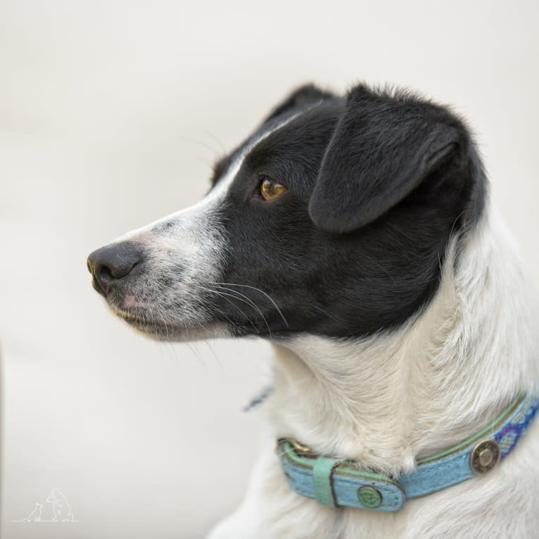 Manipi, an Eastern European Village Dog and Russell-type Terrier mix tested with EmbarkVet.com