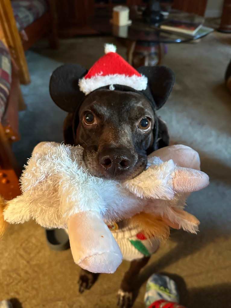 Ricky, a Boykin Spaniel and German Shorthaired Pointer mix tested with EmbarkVet.com