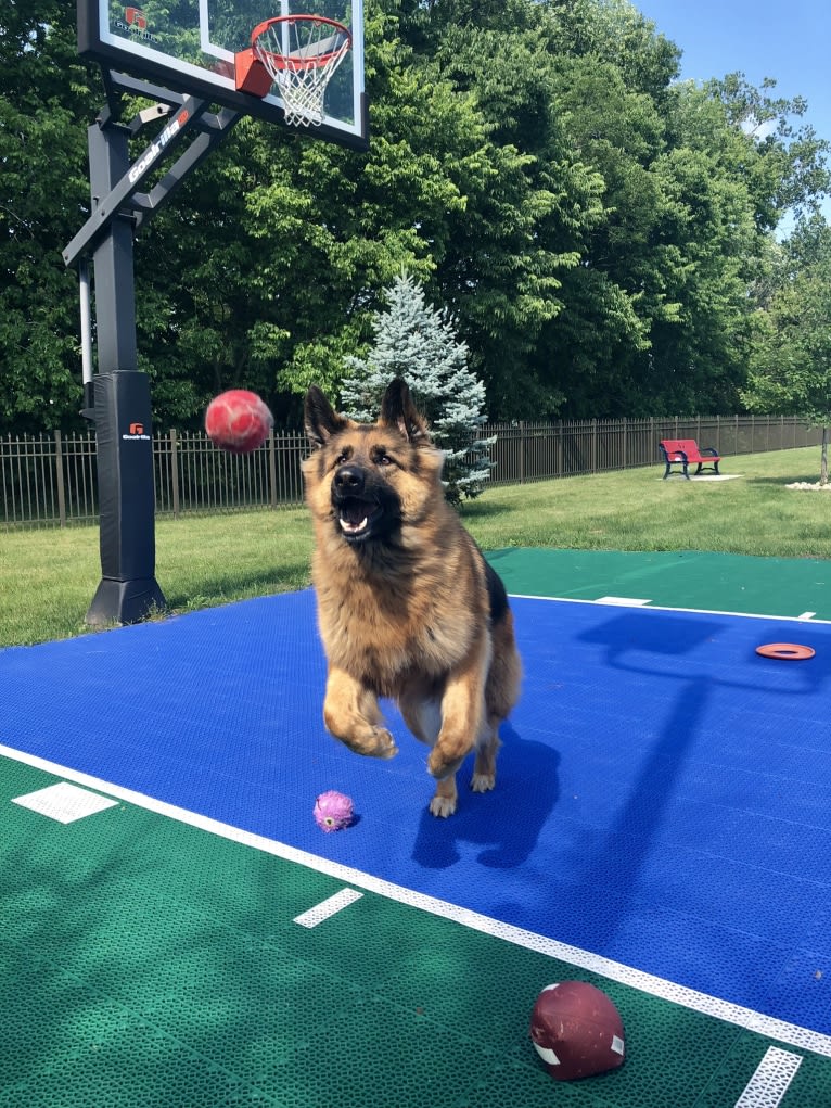 Moose, a German Shepherd Dog and Black Russian Terrier mix tested with EmbarkVet.com