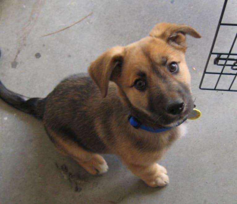 Bradley, a Chow Chow and German Shepherd Dog mix tested with EmbarkVet.com