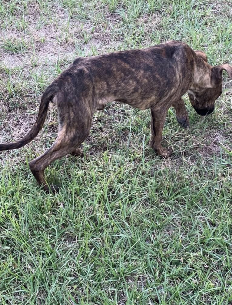 Pops, an American Staffordshire Terrier and American Pit Bull Terrier mix tested with EmbarkVet.com