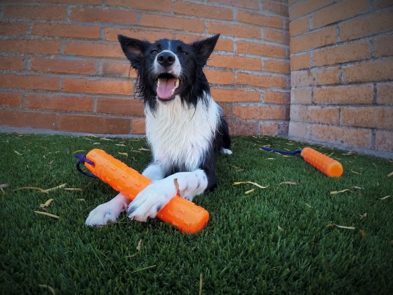 Riley, a Border Collie and German Shepherd Dog mix tested with EmbarkVet.com