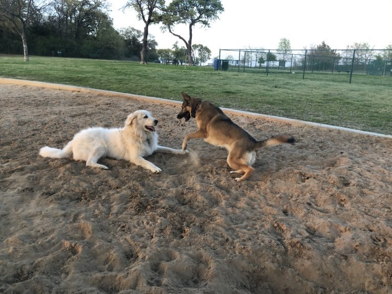 Looney “Chik’in Mini Bandit” Bear, a Great Pyrenees tested with EmbarkVet.com