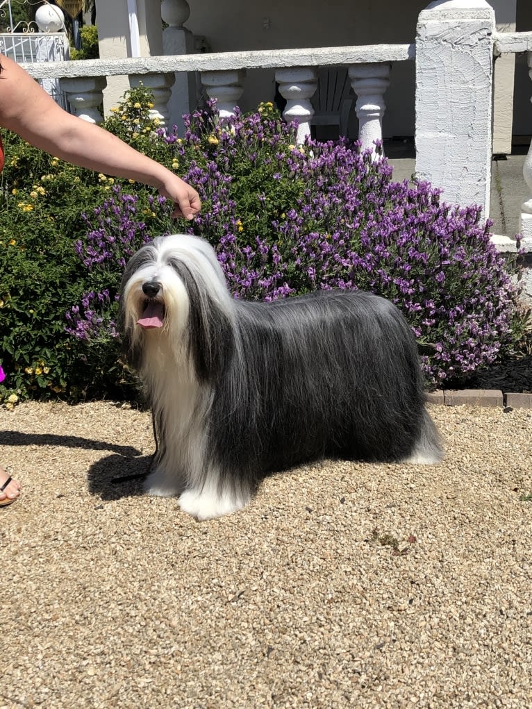 Belle, a Bearded Collie tested with EmbarkVet.com