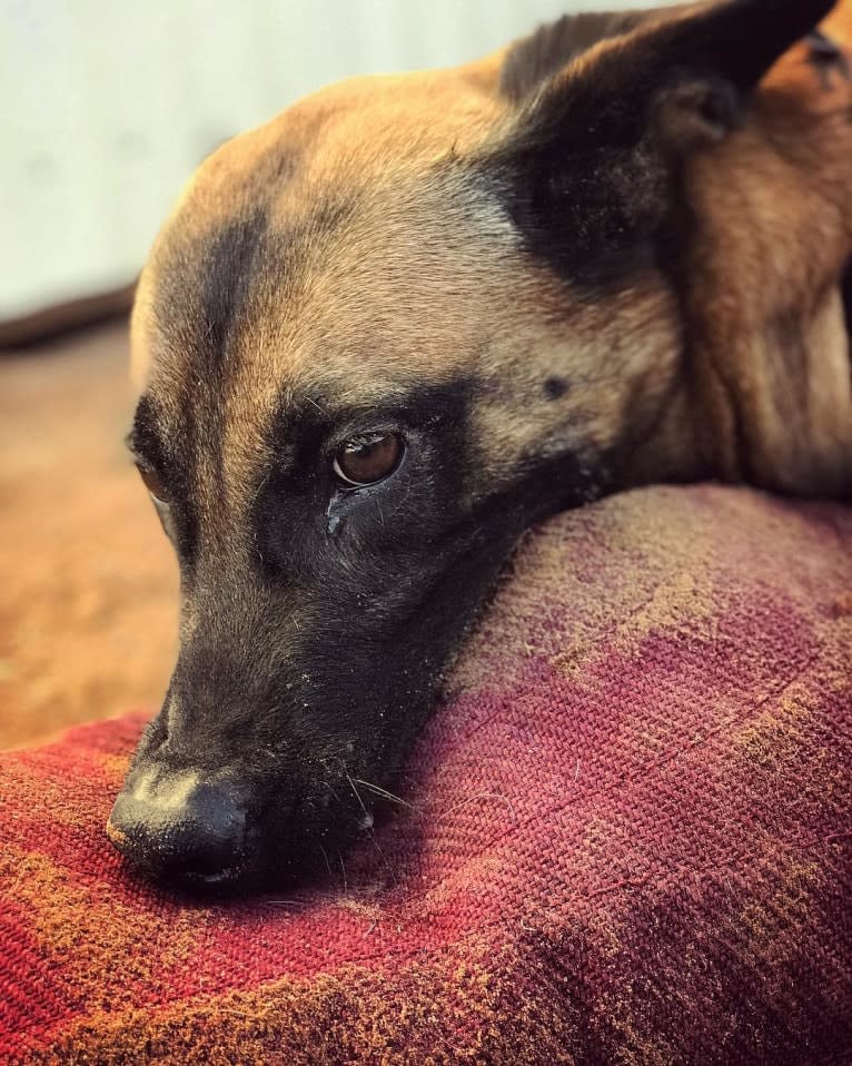Mangle, a Dutch Shepherd tested with EmbarkVet.com