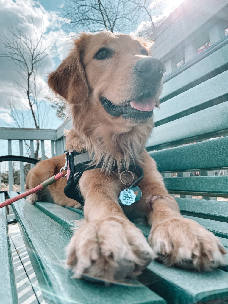 Marley, a Golden Retriever tested with EmbarkVet.com