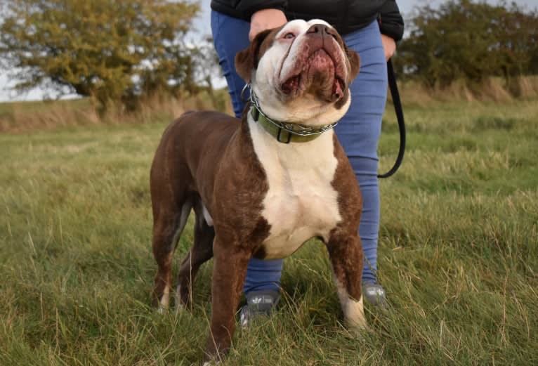 Maverick, an Alapaha Blue Blood Bulldog tested with EmbarkVet.com