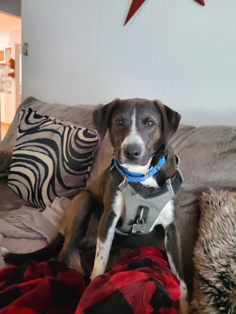 Boomer, an American Pit Bull Terrier and Labrador Retriever mix tested with EmbarkVet.com