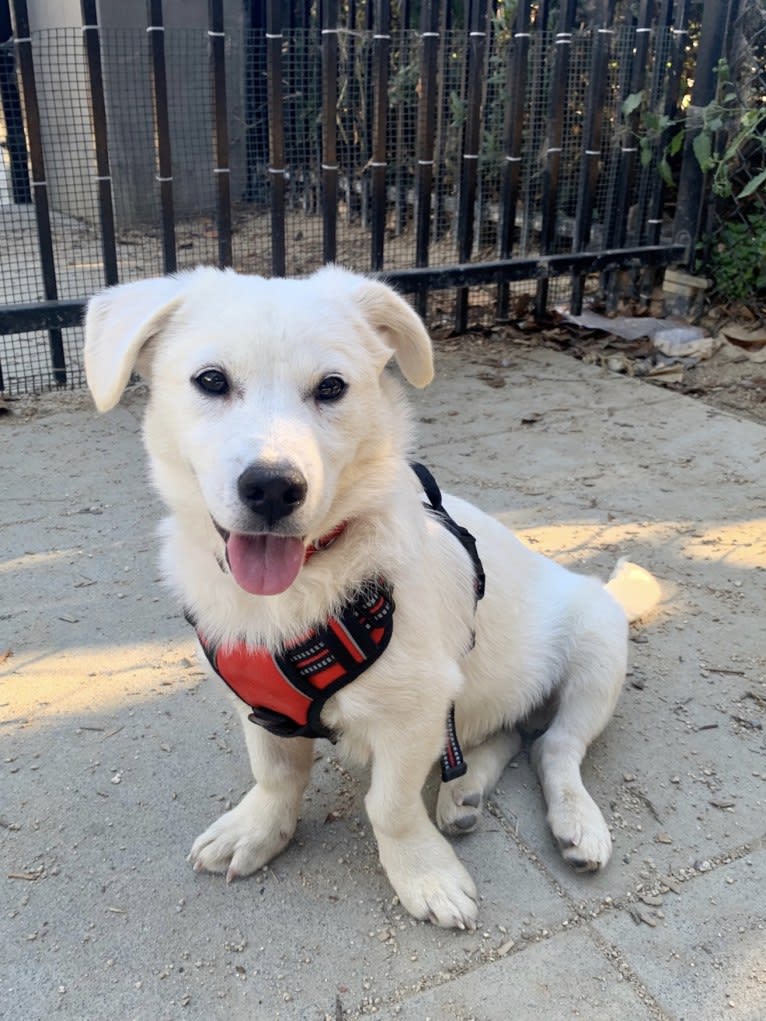 Kygo, a Japanese or Korean Village Dog tested with EmbarkVet.com