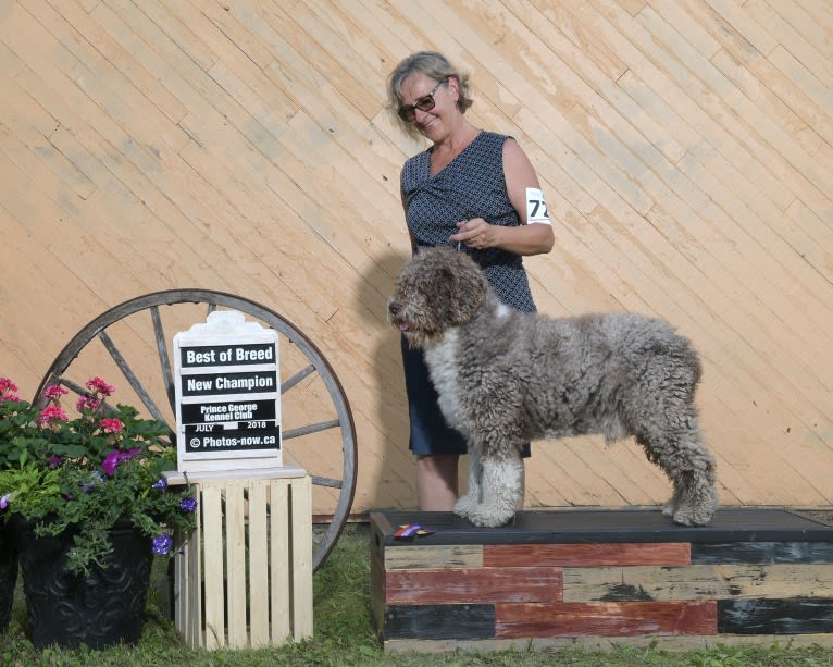 Pico, a Spanish Water Dog tested with EmbarkVet.com