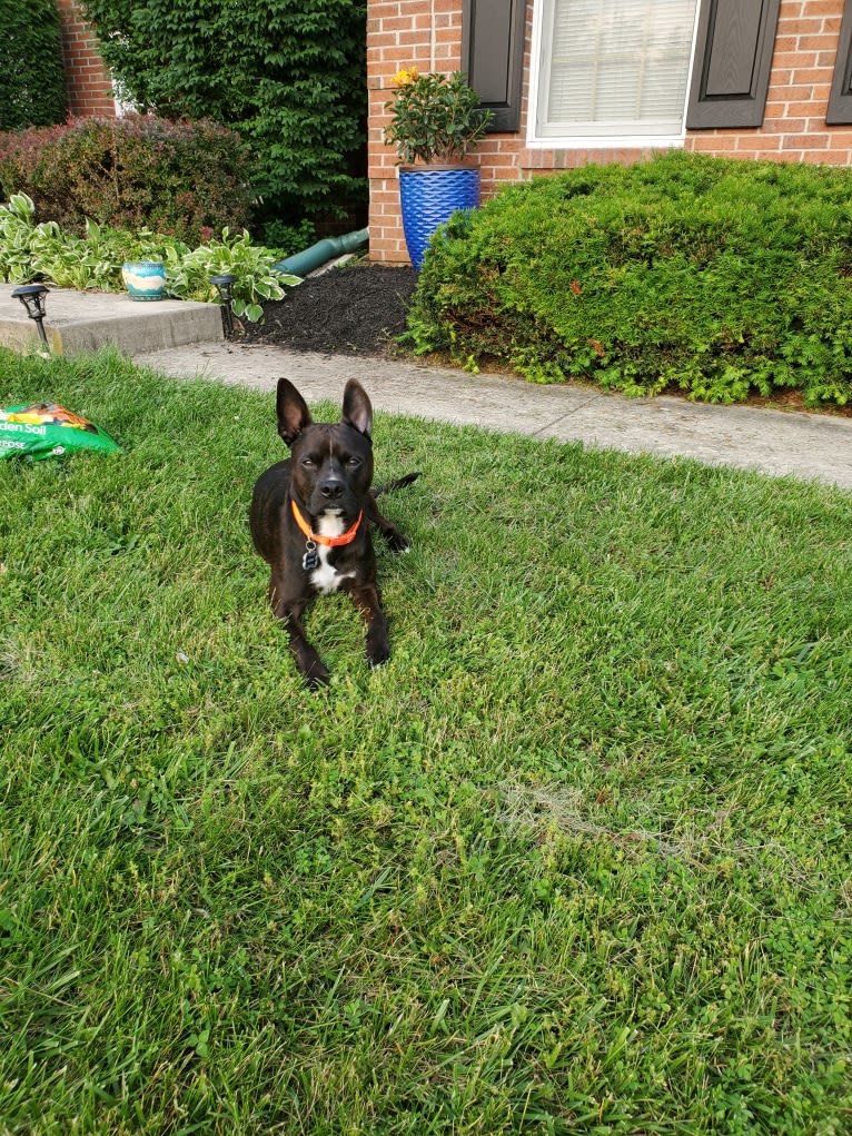 RADAR, a Boston Terrier and American Pit Bull Terrier mix tested with EmbarkVet.com