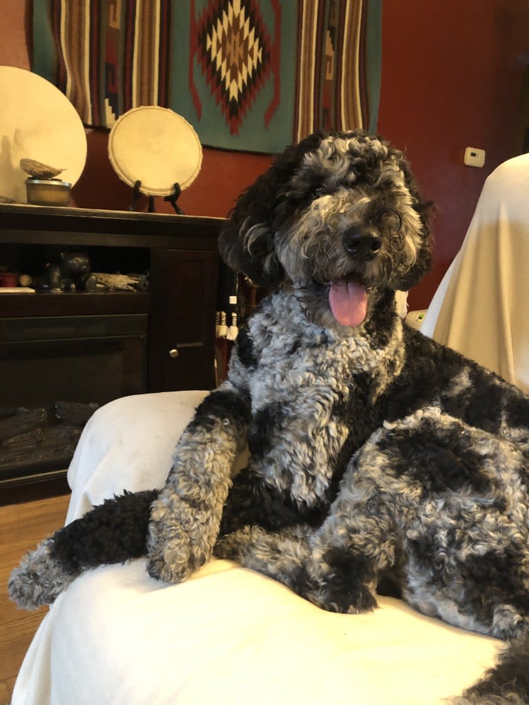 Jasper, a Poodle (Standard) and Bernese Mountain Dog mix tested with EmbarkVet.com