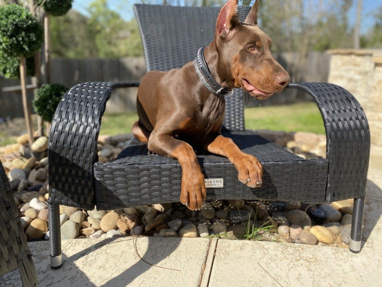 Gertie, a Doberman Pinscher tested with EmbarkVet.com