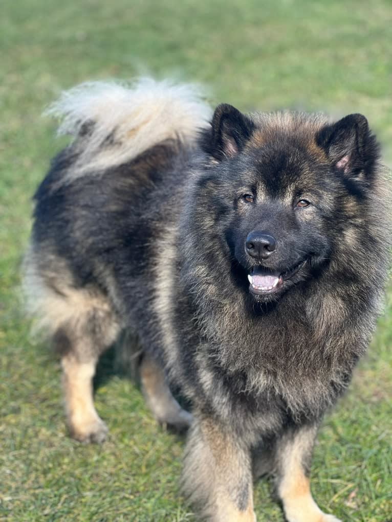 Freki från Hāxanskittel, an Eurasier tested with EmbarkVet.com