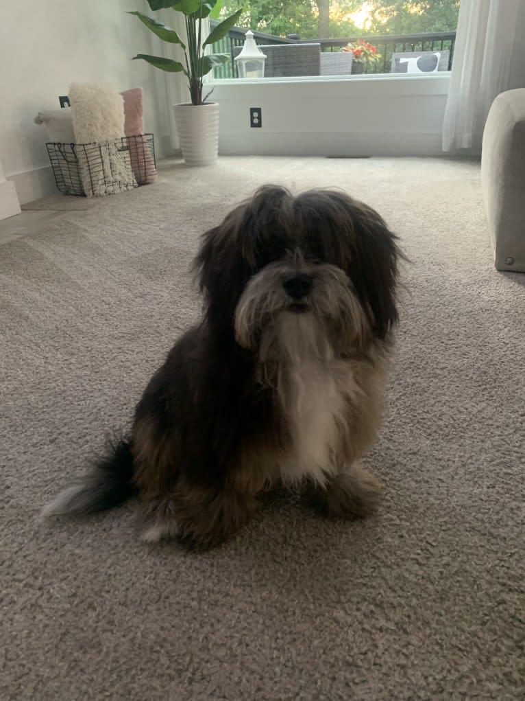 Bella, a Lhasa Apso and Poodle (Small) mix tested with EmbarkVet.com