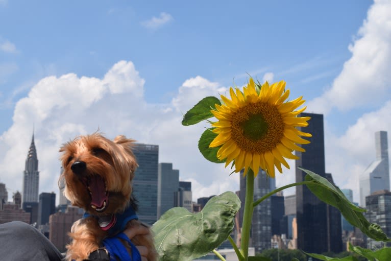 Bobbin Ray, a Yorkshire Terrier tested with EmbarkVet.com