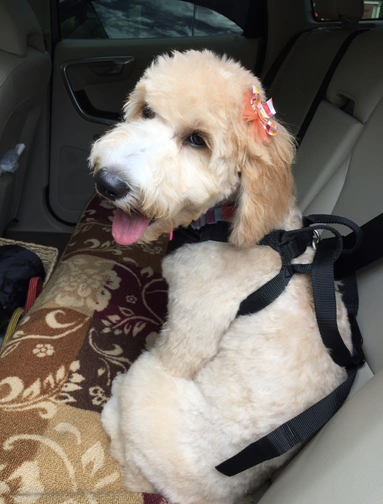 Maggie Mae, a Goldendoodle tested with EmbarkVet.com