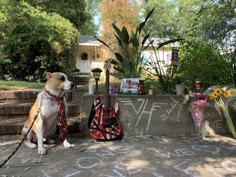 Photo of Biggie, an American Pit Bull Terrier, Australian Cattle Dog, and German Shepherd Dog mix in Pasadena, California, USA