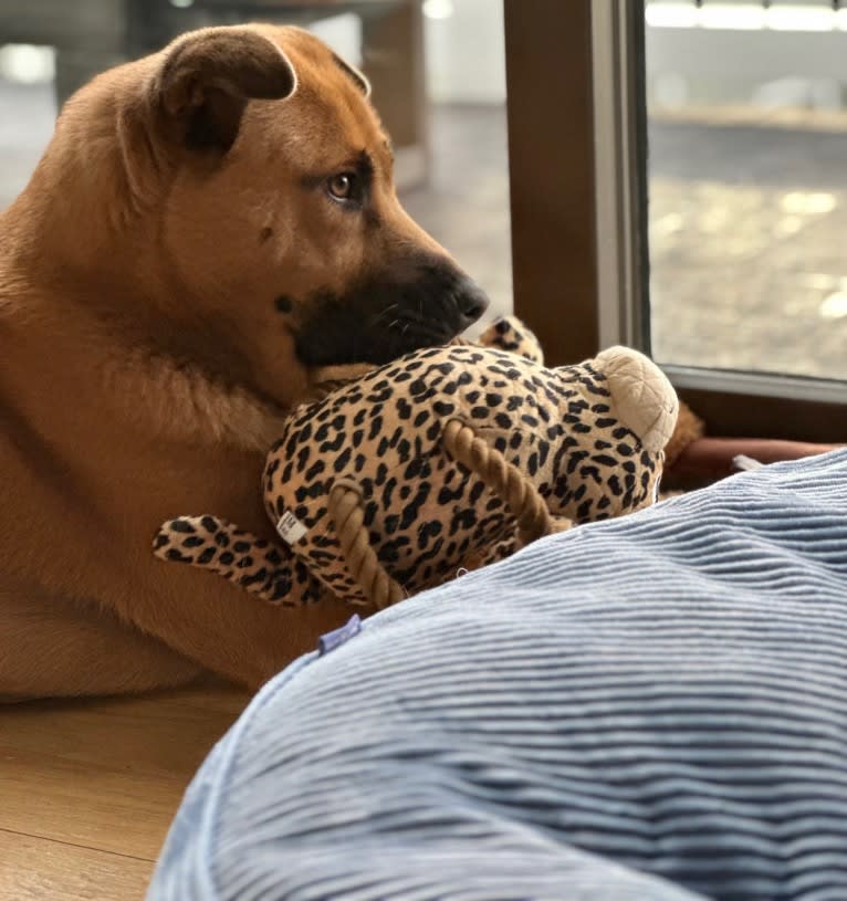 Nala, a Chow Chow and Chinese Shar-Pei mix tested with EmbarkVet.com