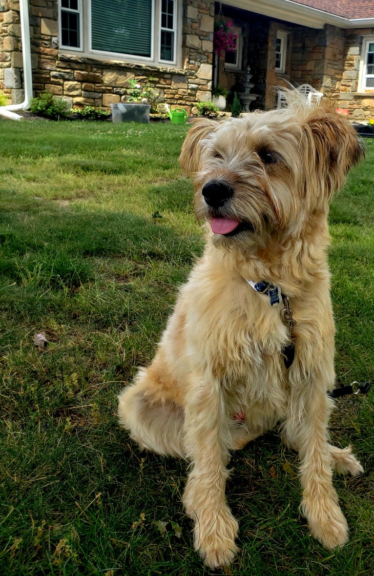 Chewy Reynoso, an Eastern European Village Dog and Yorkshire Terrier mix tested with EmbarkVet.com