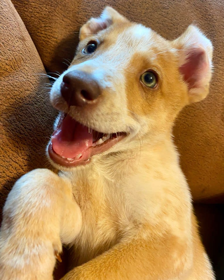 Lou, an Australian Cattle Dog and Australian Shepherd mix tested with EmbarkVet.com