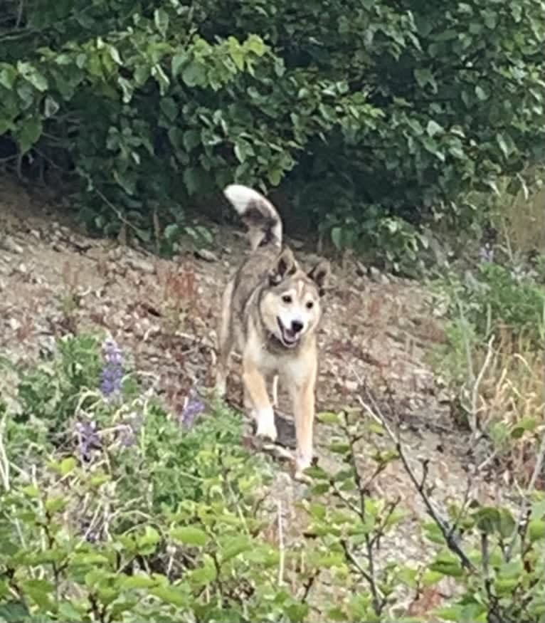 Wiley, an Alaskan-type Husky and Labrador Retriever mix tested with EmbarkVet.com