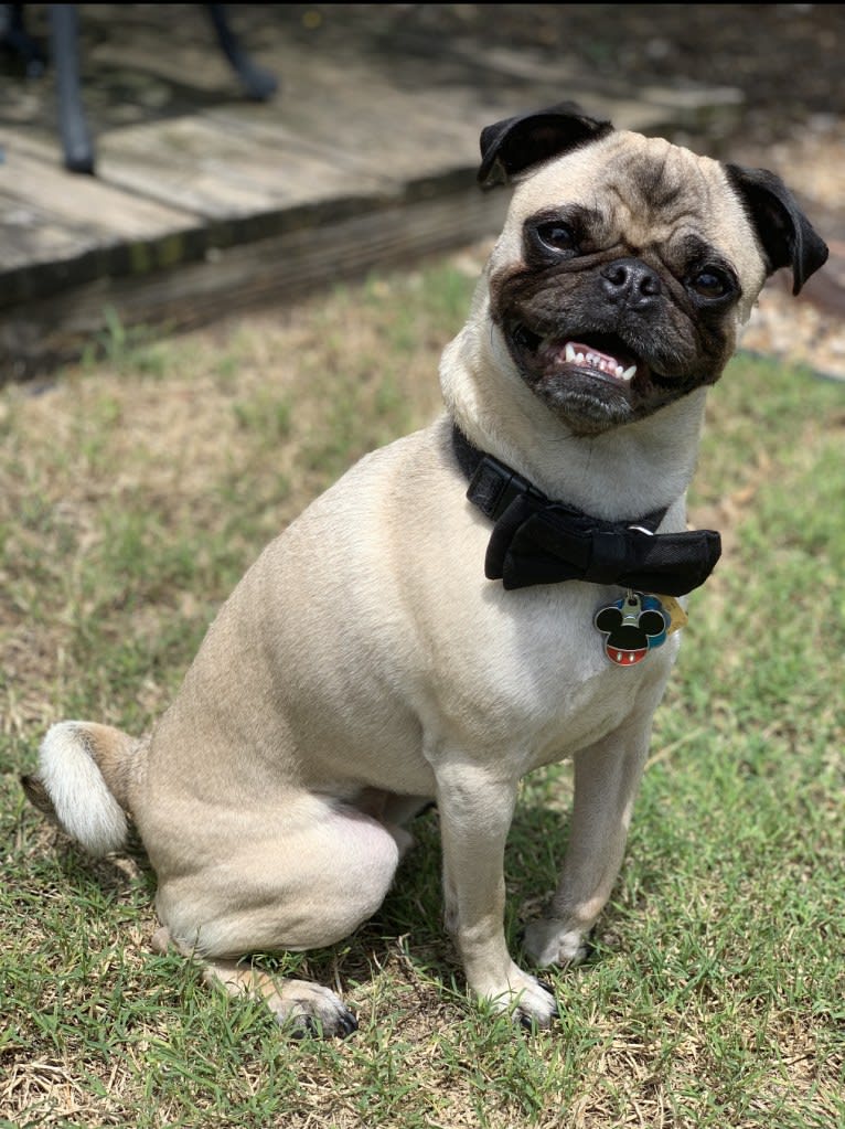 Mickey, a Pug tested with EmbarkVet.com