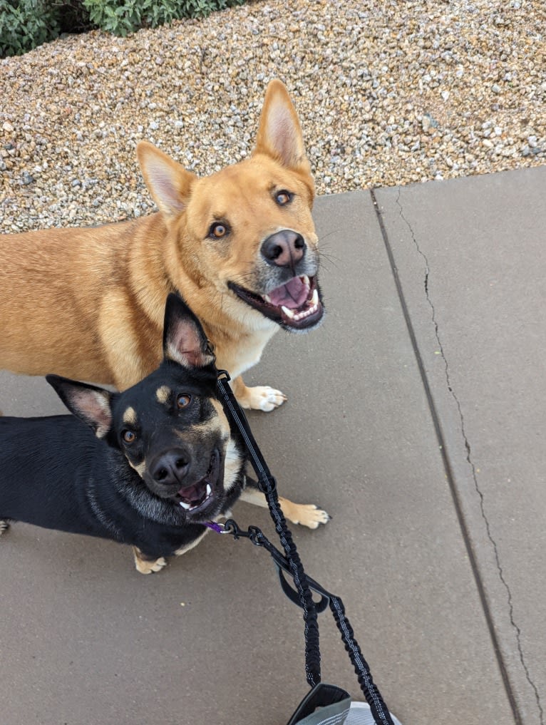 Nico, a Siberian Husky and Rottweiler mix tested with EmbarkVet.com