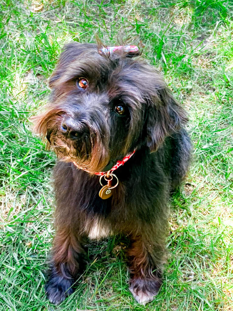 Poppy, a Miniature Schnauzer tested with EmbarkVet.com