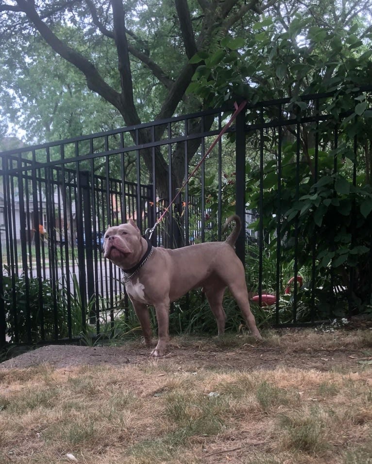 Giannis, an American Bully tested with EmbarkVet.com