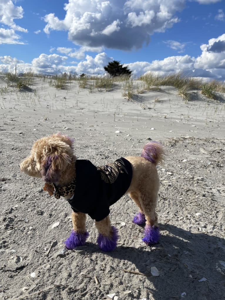 Bailee, a Bichonpoo tested with EmbarkVet.com