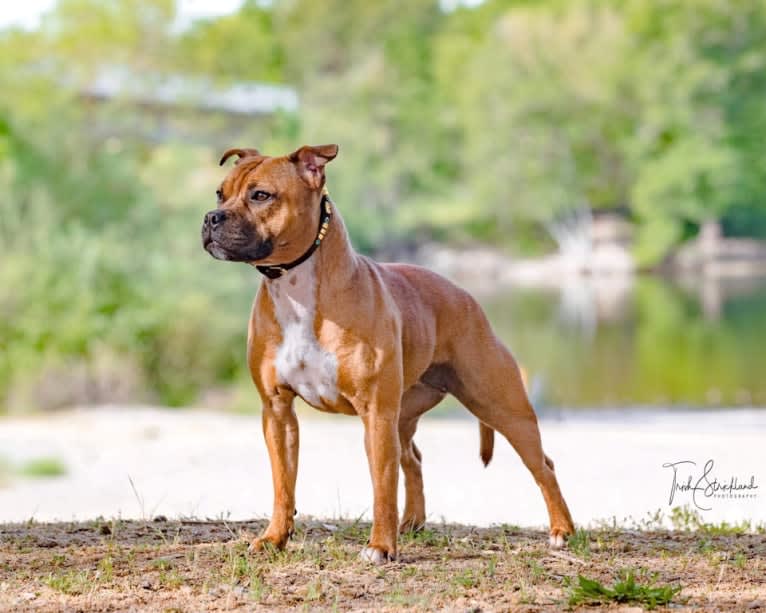 Tesseract, a Staffordshire Bull Terrier tested with EmbarkVet.com