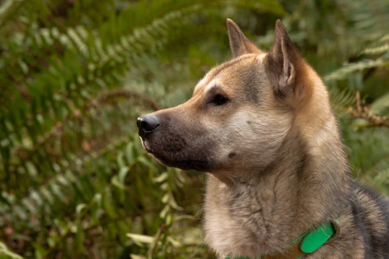 Toutarou, a Kishu Ken tested with EmbarkVet.com