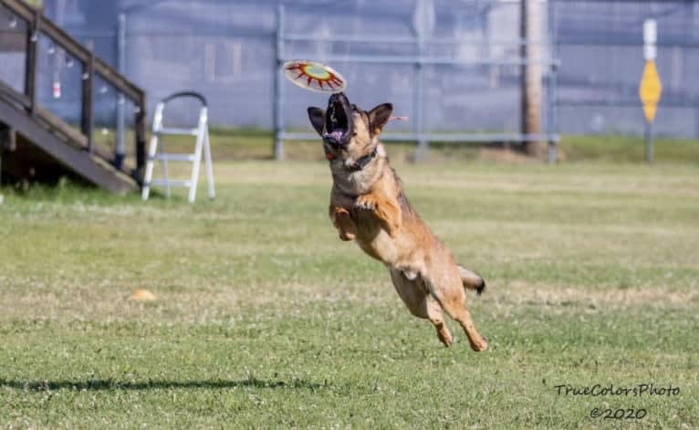 KHs His Reign Has Just Begun “Kaiser” TKE DS HDS, a German Shepherd Dog and Dutch Shepherd mix tested with EmbarkVet.com