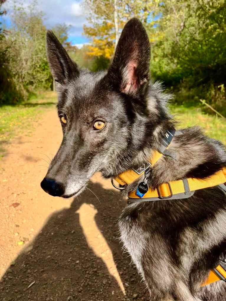 Akela a dog tested with EmbarkVet.com