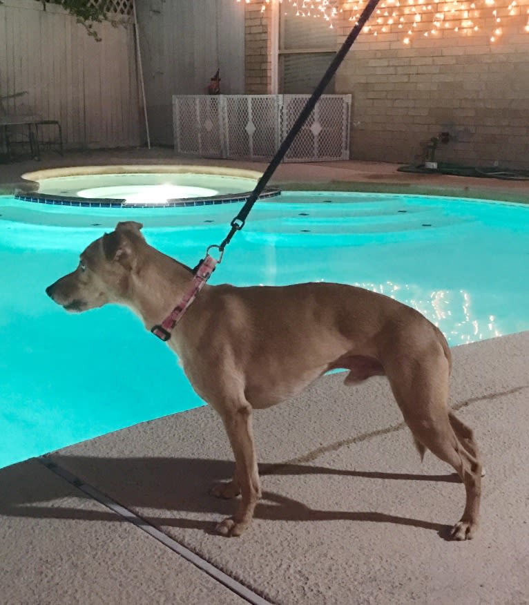 Atom, a Whippet and Border Collie mix tested with EmbarkVet.com