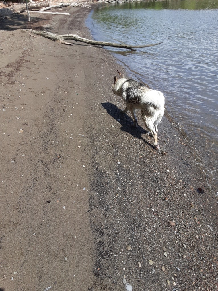 Skye, an Alaskan Malamute and German Shepherd Dog mix tested with EmbarkVet.com