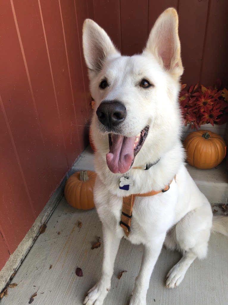 Apollo, a German Shepherd Dog and Maremma Sheepdog mix tested with EmbarkVet.com